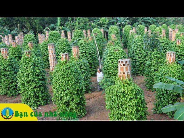 Áp dụng phương pháp mới trong việc trồng và chăm sóc cây tiêu